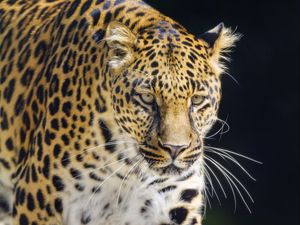 Preview wallpaper leopard, animal, big cat, predator