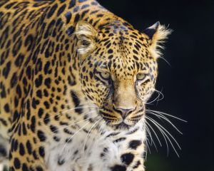 Preview wallpaper leopard, animal, big cat, predator