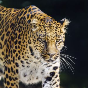 Preview wallpaper leopard, animal, big cat, predator