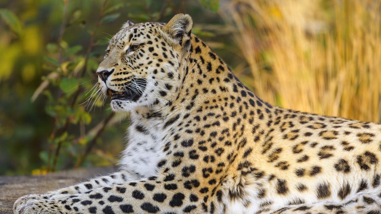 Wallpaper leopard, animal, big cat, relax