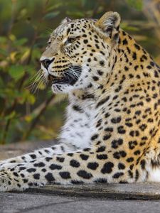 Preview wallpaper leopard, animal, big cat, relax