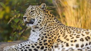 Preview wallpaper leopard, animal, big cat, relax