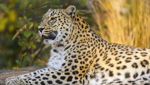 Preview wallpaper leopard, animal, big cat, relax