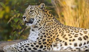 Preview wallpaper leopard, animal, big cat, relax