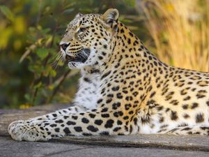 Preview wallpaper leopard, animal, big cat, relax