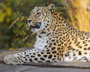 Preview wallpaper leopard, animal, big cat, relax