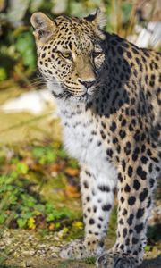 Preview wallpaper leopard, animal, big cat, predator, wildlife