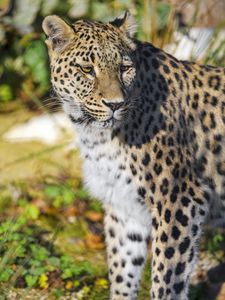 Preview wallpaper leopard, animal, big cat, predator, wildlife