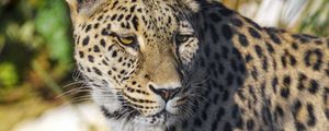 Preview wallpaper leopard, animal, big cat, predator, wildlife