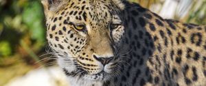 Preview wallpaper leopard, animal, big cat, predator, wildlife