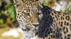 Preview wallpaper leopard, animal, big cat, predator, wildlife