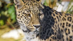 Preview wallpaper leopard, animal, big cat, predator, wildlife