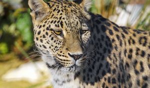 Preview wallpaper leopard, animal, big cat, predator, wildlife