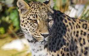 Preview wallpaper leopard, animal, big cat, predator, wildlife