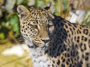 Preview wallpaper leopard, animal, big cat, predator, wildlife