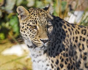 Preview wallpaper leopard, animal, big cat, predator, wildlife