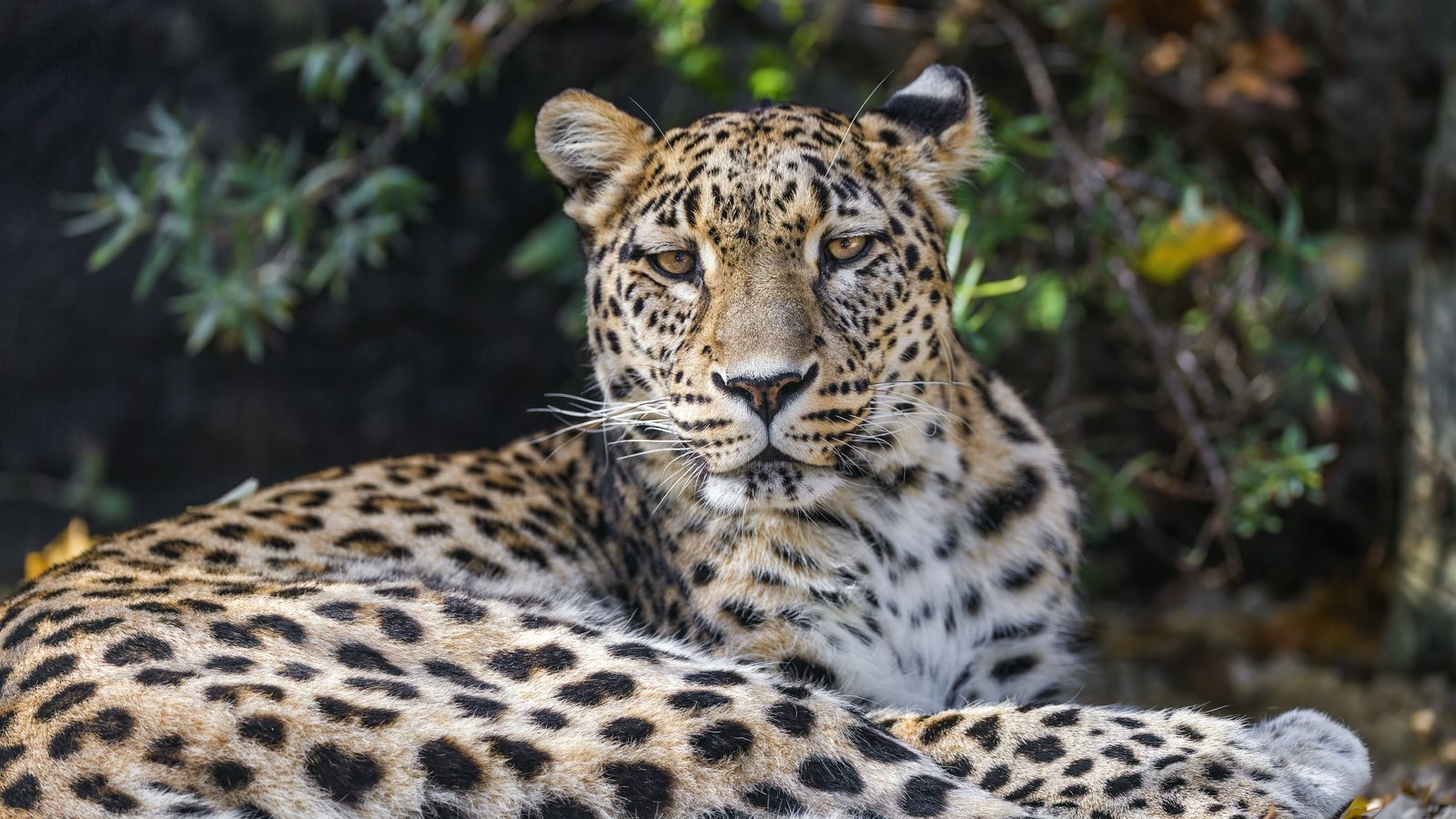 Download wallpaper 1600x900 leopard, animal, big cat, wild, leaves ...