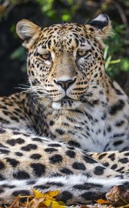 Preview wallpaper leopard, animal, big cat, wild, leaves