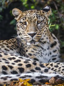 Preview wallpaper leopard, animal, big cat, wild, leaves