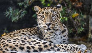 Preview wallpaper leopard, animal, big cat, wild, leaves