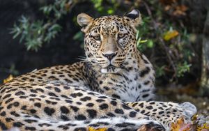 Preview wallpaper leopard, animal, big cat, wild, leaves