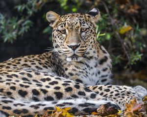 Preview wallpaper leopard, animal, big cat, wild, leaves