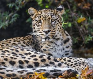 Preview wallpaper leopard, animal, big cat, wild, leaves