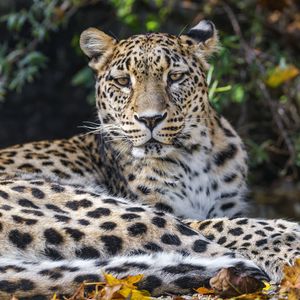 Preview wallpaper leopard, animal, big cat, wild, leaves