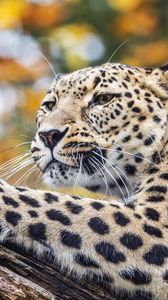 Preview wallpaper leopard, animal, big cat, predator, wild