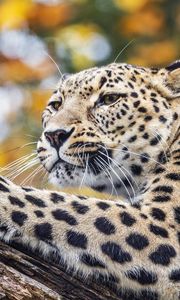 Preview wallpaper leopard, animal, big cat, predator, wild