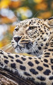 Preview wallpaper leopard, animal, big cat, predator, wild
