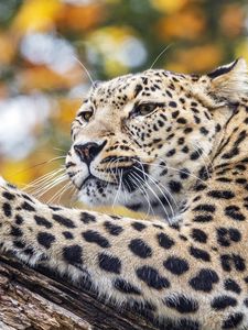 Preview wallpaper leopard, animal, big cat, predator, wild