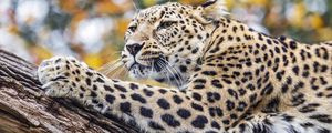 Preview wallpaper leopard, animal, big cat, predator, wild