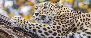 Preview wallpaper leopard, animal, big cat, predator, wild