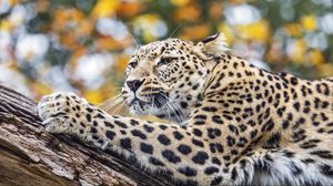 Preview wallpaper leopard, animal, big cat, predator, wild