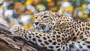 Preview wallpaper leopard, animal, big cat, predator, wild