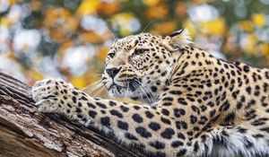 Preview wallpaper leopard, animal, big cat, predator, wild