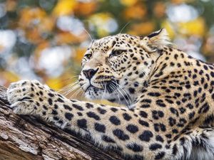 Preview wallpaper leopard, animal, big cat, predator, wild