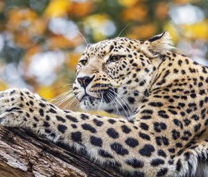 Preview wallpaper leopard, animal, big cat, predator, wild