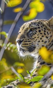 Preview wallpaper leopard, animal, glance, predator, wildlife, big cat