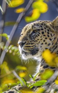 Preview wallpaper leopard, animal, glance, predator, wildlife, big cat