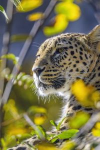 Preview wallpaper leopard, animal, glance, predator, wildlife, big cat