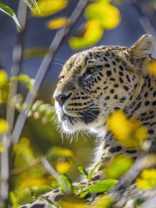 Preview wallpaper leopard, animal, glance, predator, wildlife, big cat