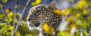 Preview wallpaper leopard, animal, glance, predator, wildlife, big cat