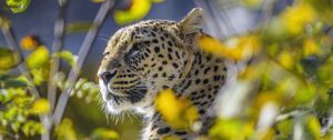 Preview wallpaper leopard, animal, glance, predator, wildlife, big cat