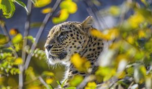 Preview wallpaper leopard, animal, glance, predator, wildlife, big cat