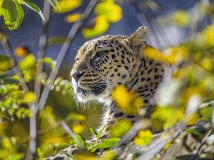 Preview wallpaper leopard, animal, glance, predator, wildlife, big cat