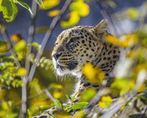 Preview wallpaper leopard, animal, glance, predator, wildlife, big cat