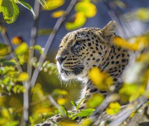 Preview wallpaper leopard, animal, glance, predator, wildlife, big cat