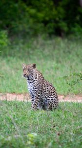 Preview wallpaper leopard, animal, grasses, wildlife